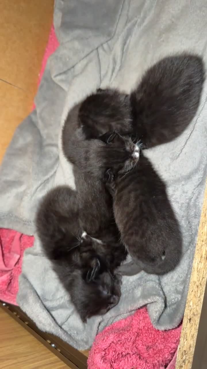 Domestic Shorthair cats for sale: 4 beautiful baby’s ready for there home - Video 1