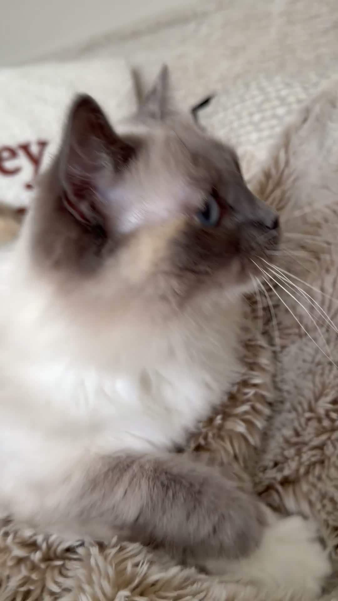 Ragdoll cats for sale: Two GCCF Ragdoll Sisters! PRICE FOR BOTH!  - Video 2