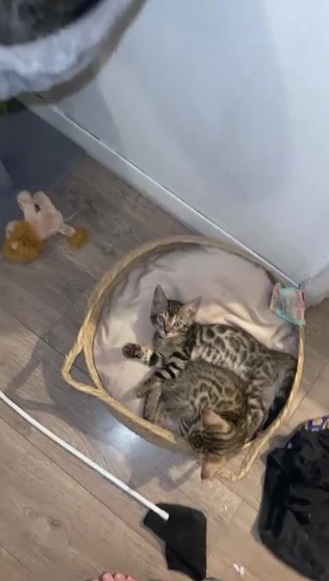 Bengal cats for sale: Stunning Bengal kittens - Video 2