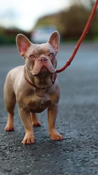 French Bulldog dogs for stud: Isabella new shade L4 fluffy carrier in Manchester - Video 1