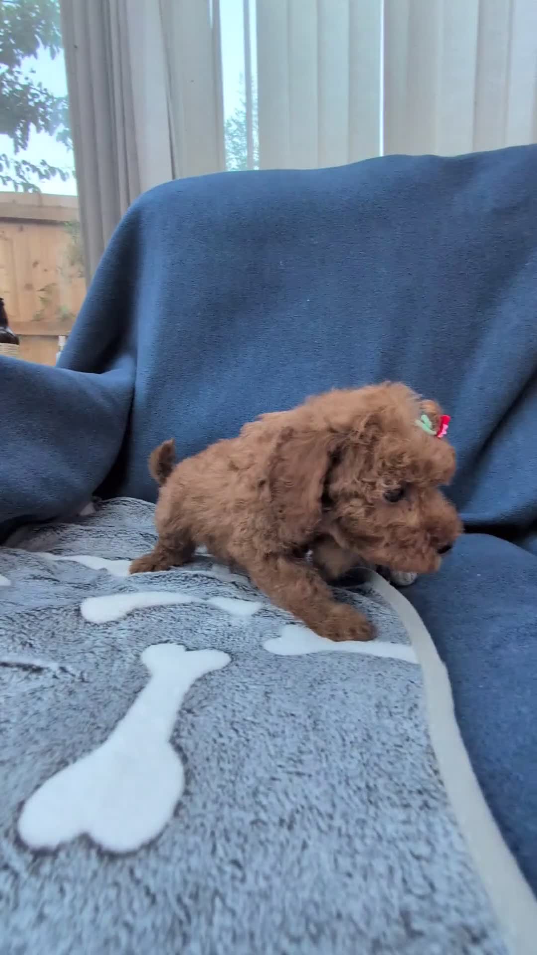 Maltipoo dogs for sale: Tiny Toy Red Maltipoo Puppies  - Video 2