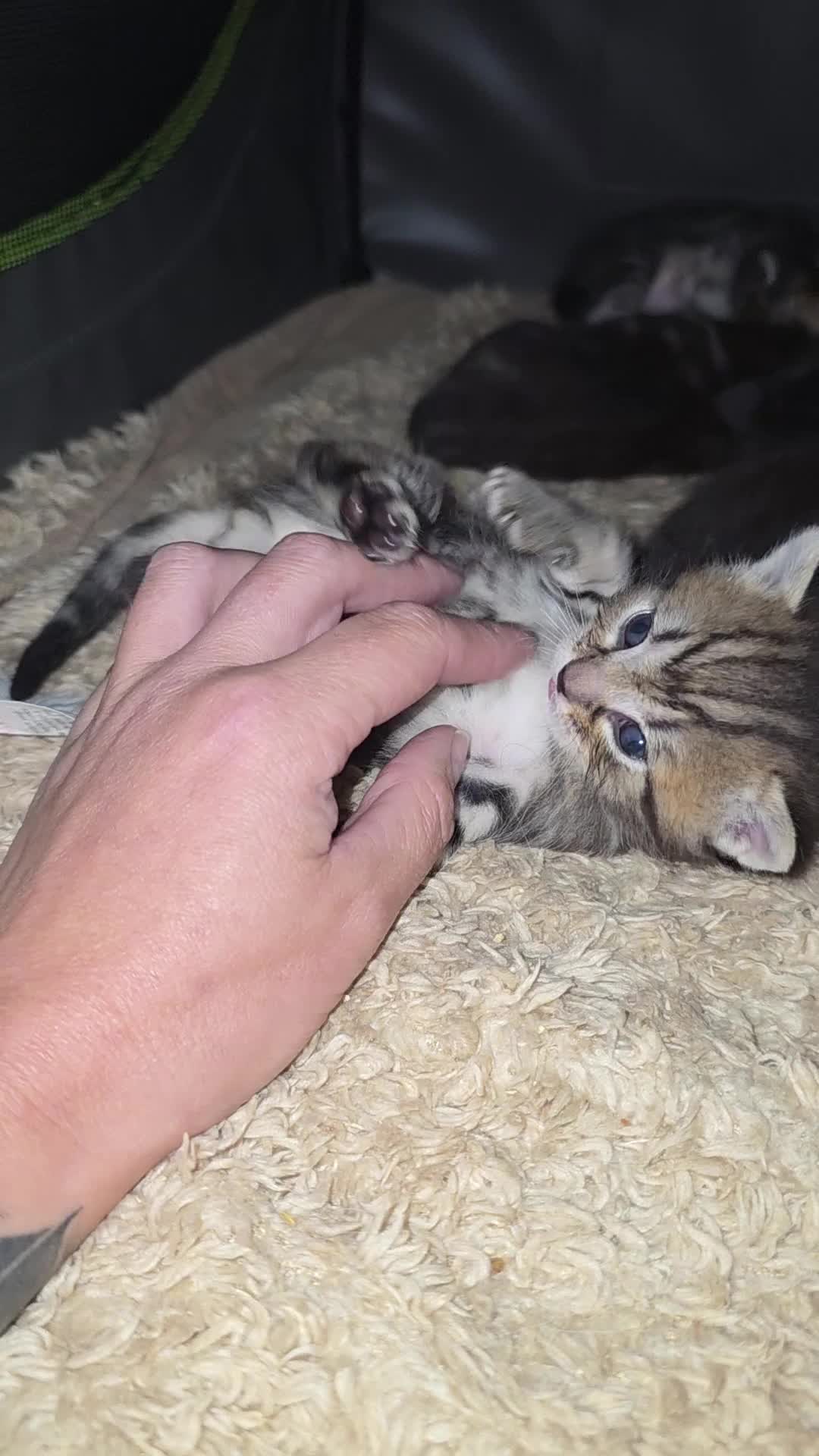 Ragdoll cats for sale: Ragdoll cross kittens for sale in Bolton - Video 3