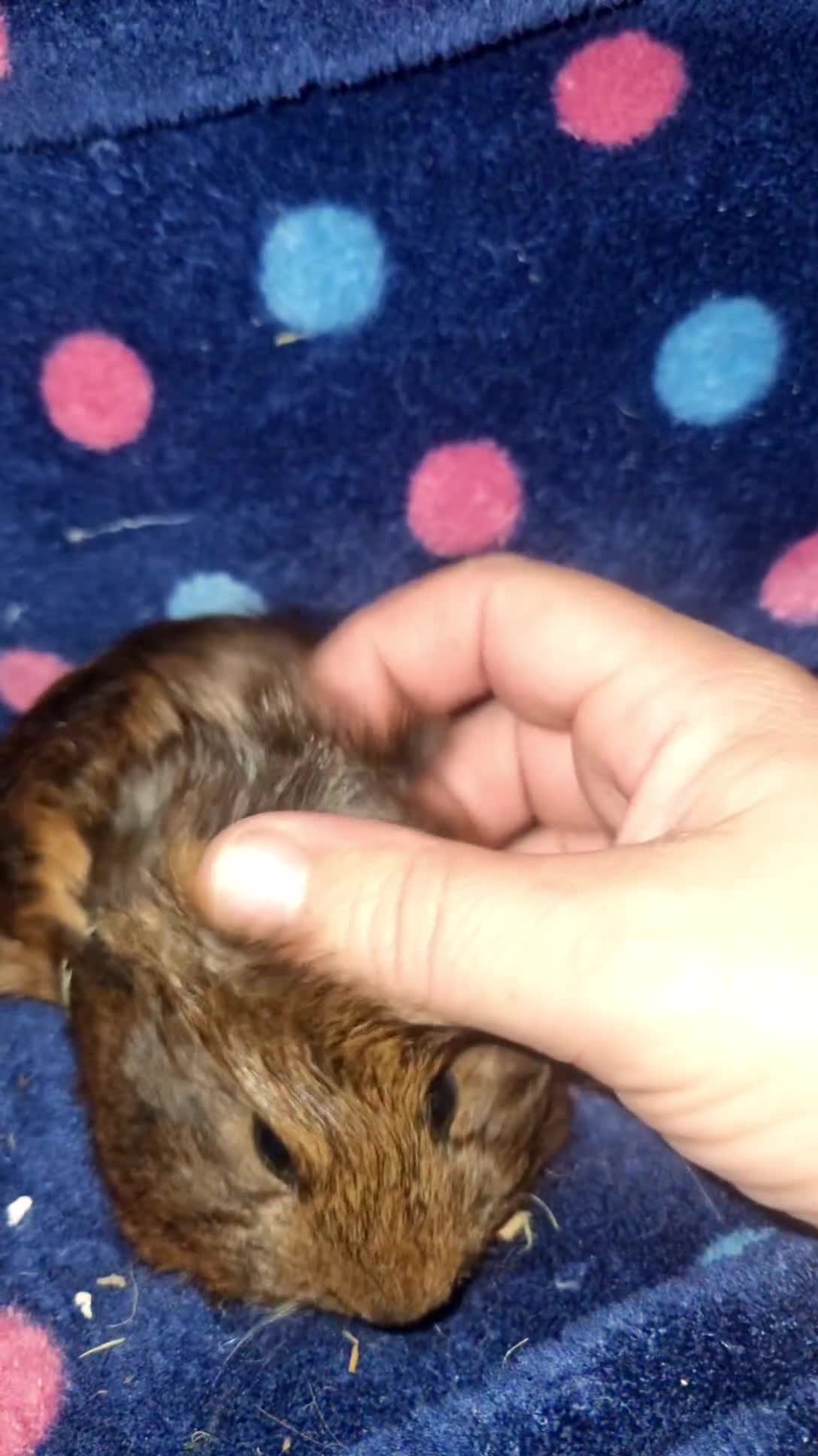 Guinea Pig rodents for sale: Alpaca x texel  - Video 1