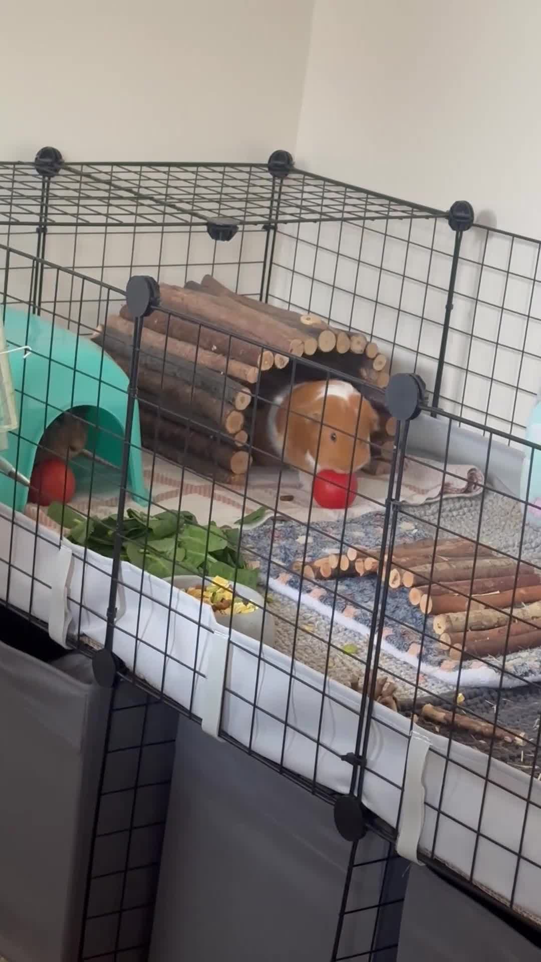 Guinea Pig rodents for sale: 2 male guinea pigs (brothers) in Swindon - Video 1