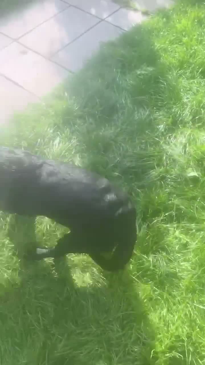Labrador Retriever dogs for sale: Kc reg black Labrador bitch  - Video 1
