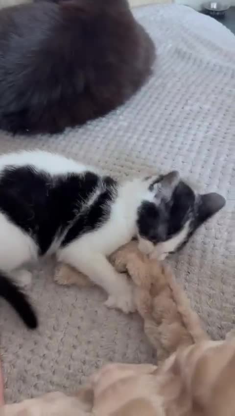 Mixed Breed cats for sale: Stunning maincoon x smudge  - Video 1