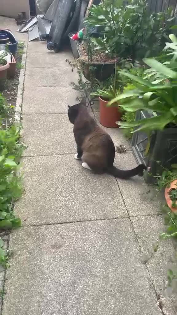 British Shorthair cats for sale: Mr Zezito in Dagenham - Video 1