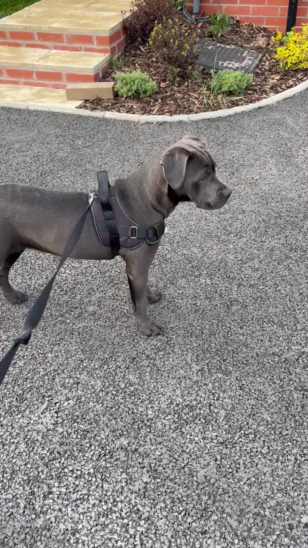 Mixed Breed dogs for sale: Cane Corso x Presa Canairo - Video 1