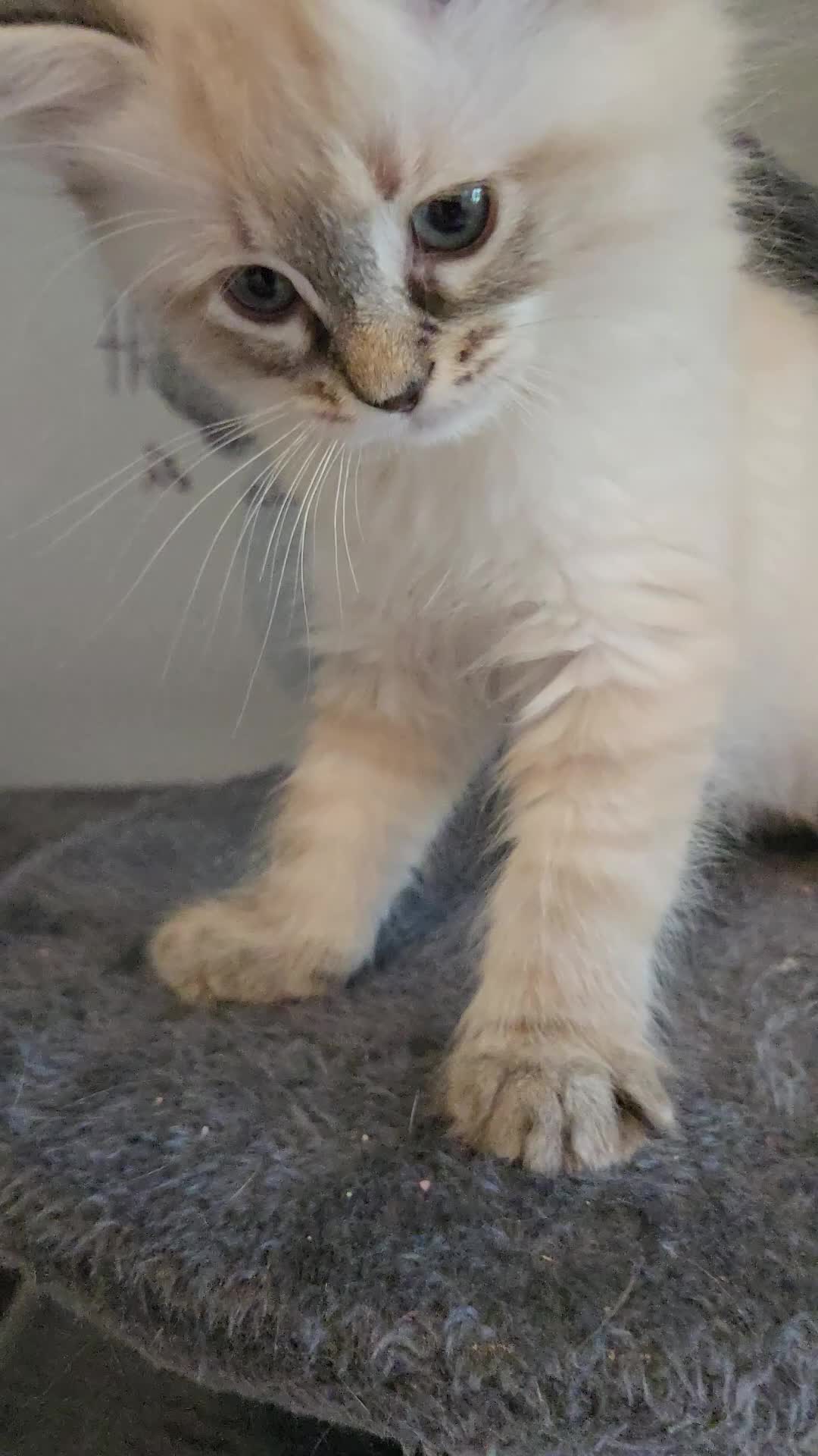 Ragdoll cats for sale: Purebred Lynx/Blue point Ragdoll kittens, 1 left!! - Video 3
