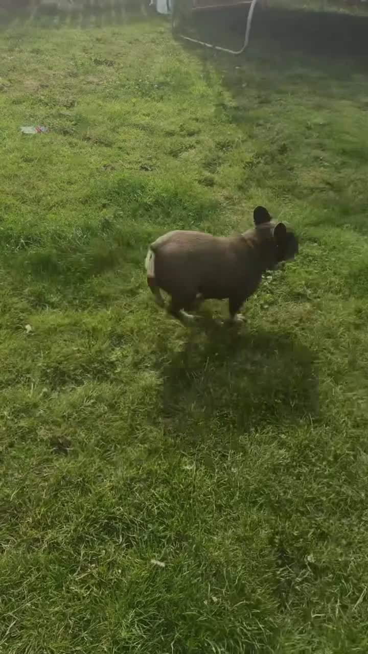 French Bulldog dogs for sale: French Bulldog 🎀 in Immingham - Video 2