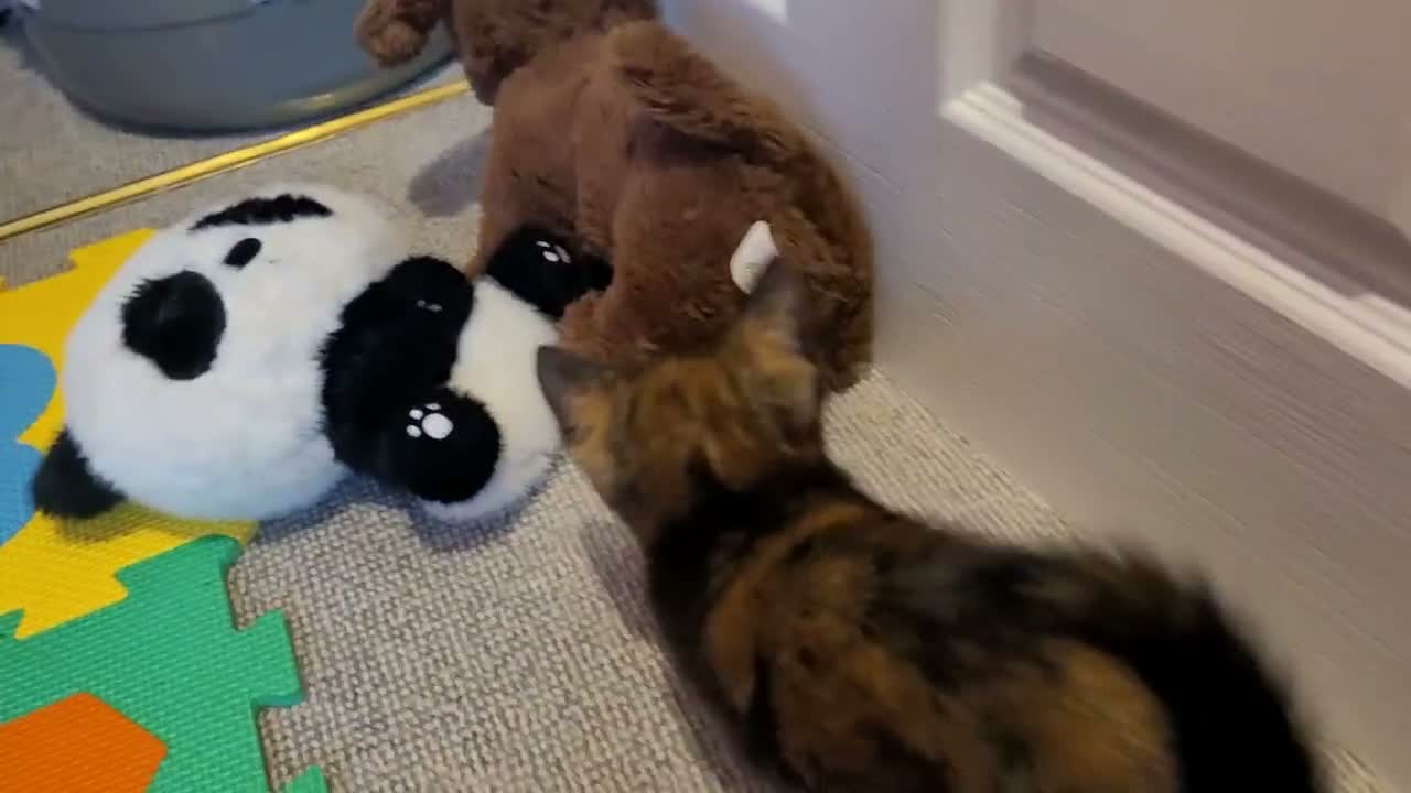 Mixed Breed cats for sale: 2 Female Tortoise Shell Kittens - Video 2