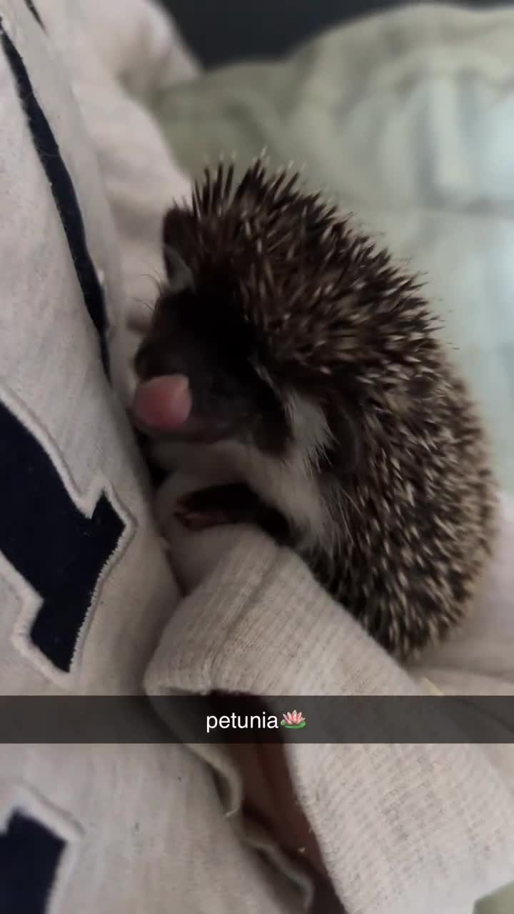Pygmy Hedgehog rodents for sale: african pygmy hedgehog  - Video 2