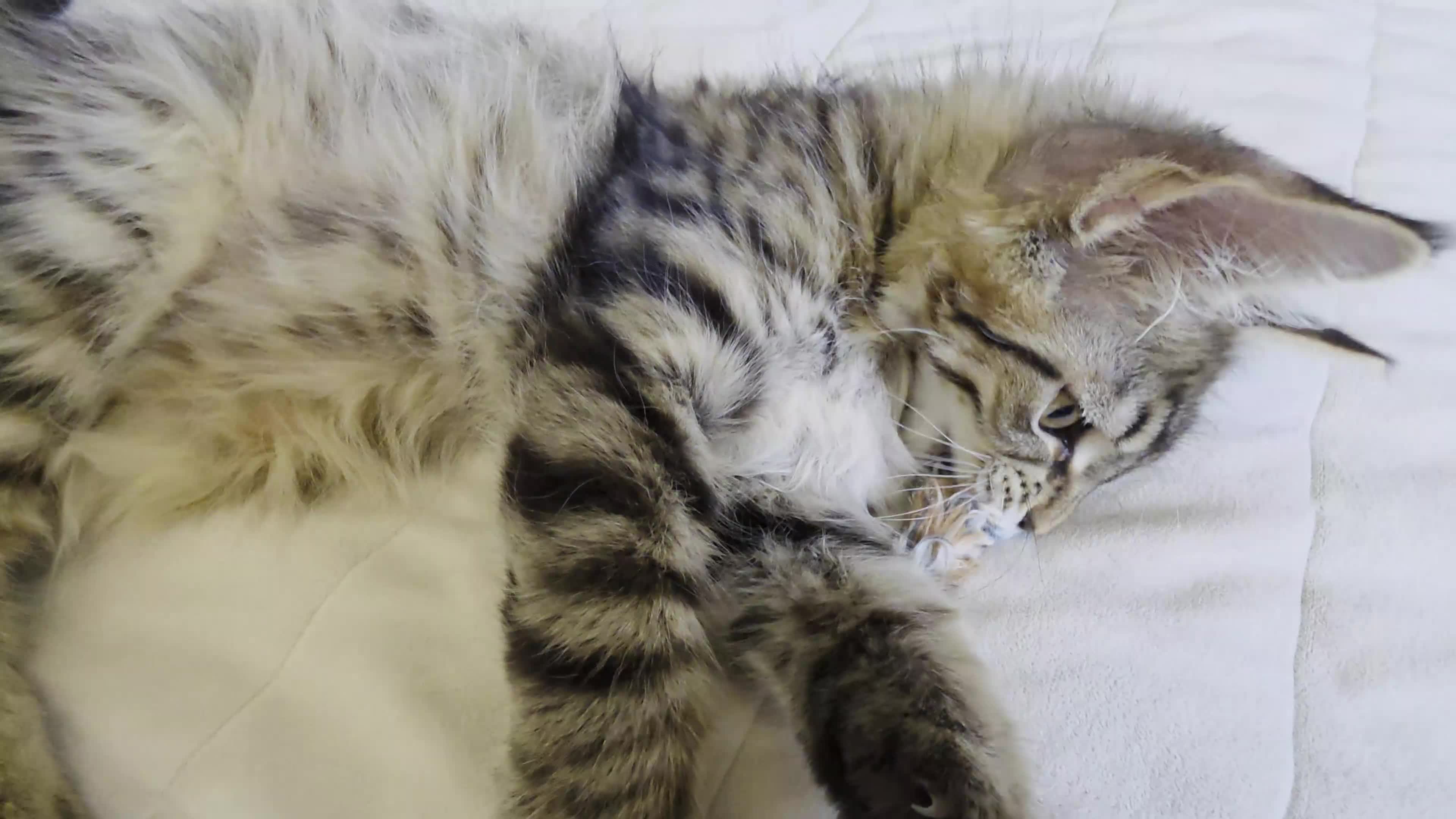 Maine Coon cats for sale: Beautiful Maine Coon Kittens for Sale - Video 1