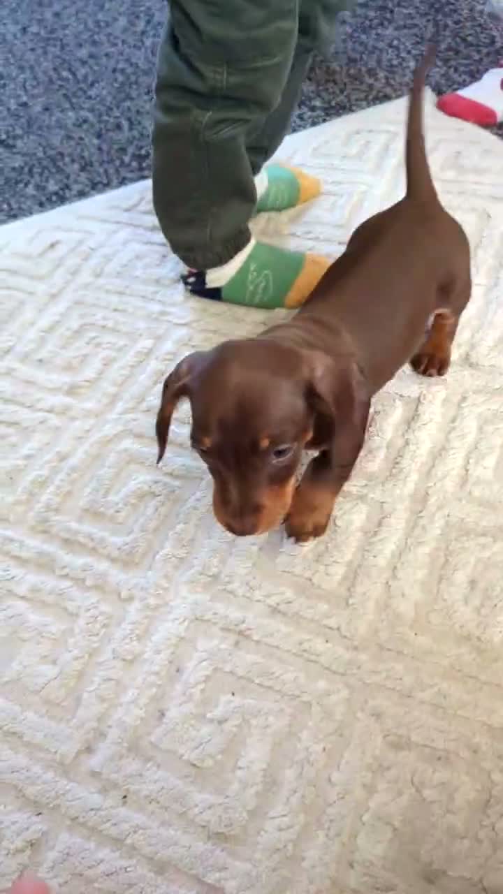 Miniature Dachshund dogs for sale: Miniature Dashhound for sale 3 male / 1 female - Video 1