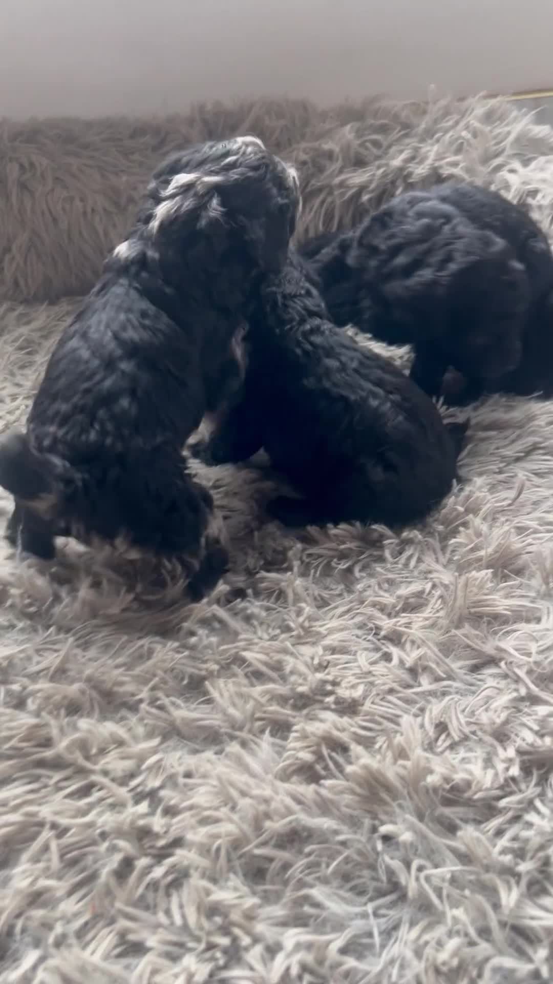 Mixed Breed dogs for sale: Poodle puppies - Video 2