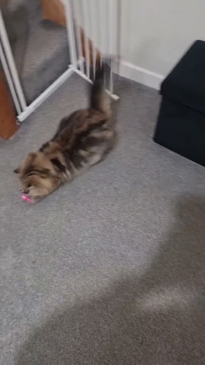Mixed Breed cats for sale: Persian and British Longhair haired mix  - Video 2