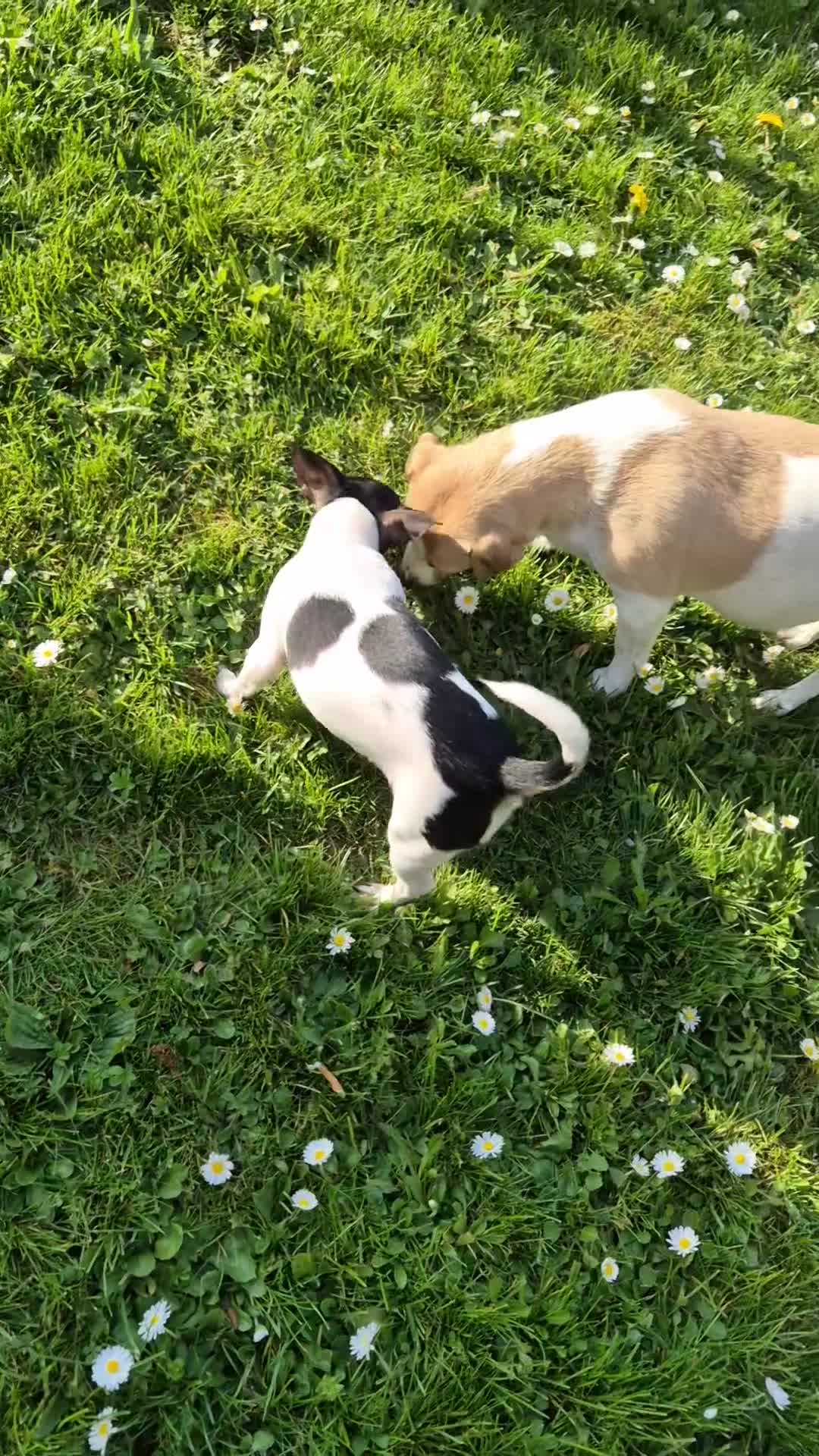 Mixed Breed dogs for sale: Jack Russell x Mini Pinscher - Video 1