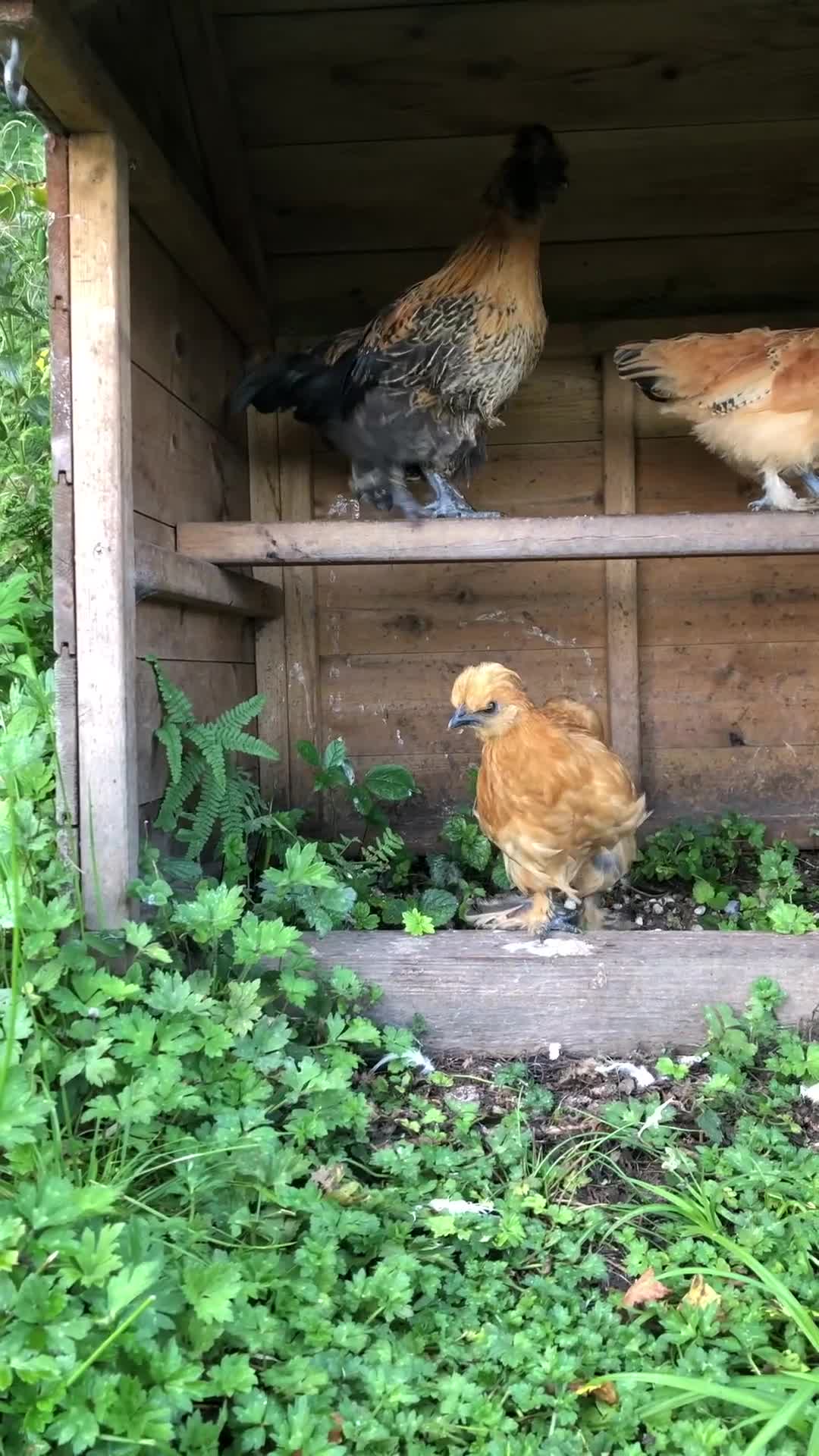 Chickens poultry for sale: Silkie x sablepoot pol hens  - Video 2