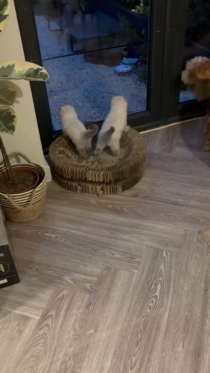 Ragdoll cats for sale: Ragdoll x British long hair - Video 1