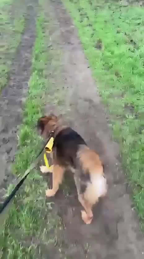 Mixed Breed dogs for adoption: RUSTY - Video 2