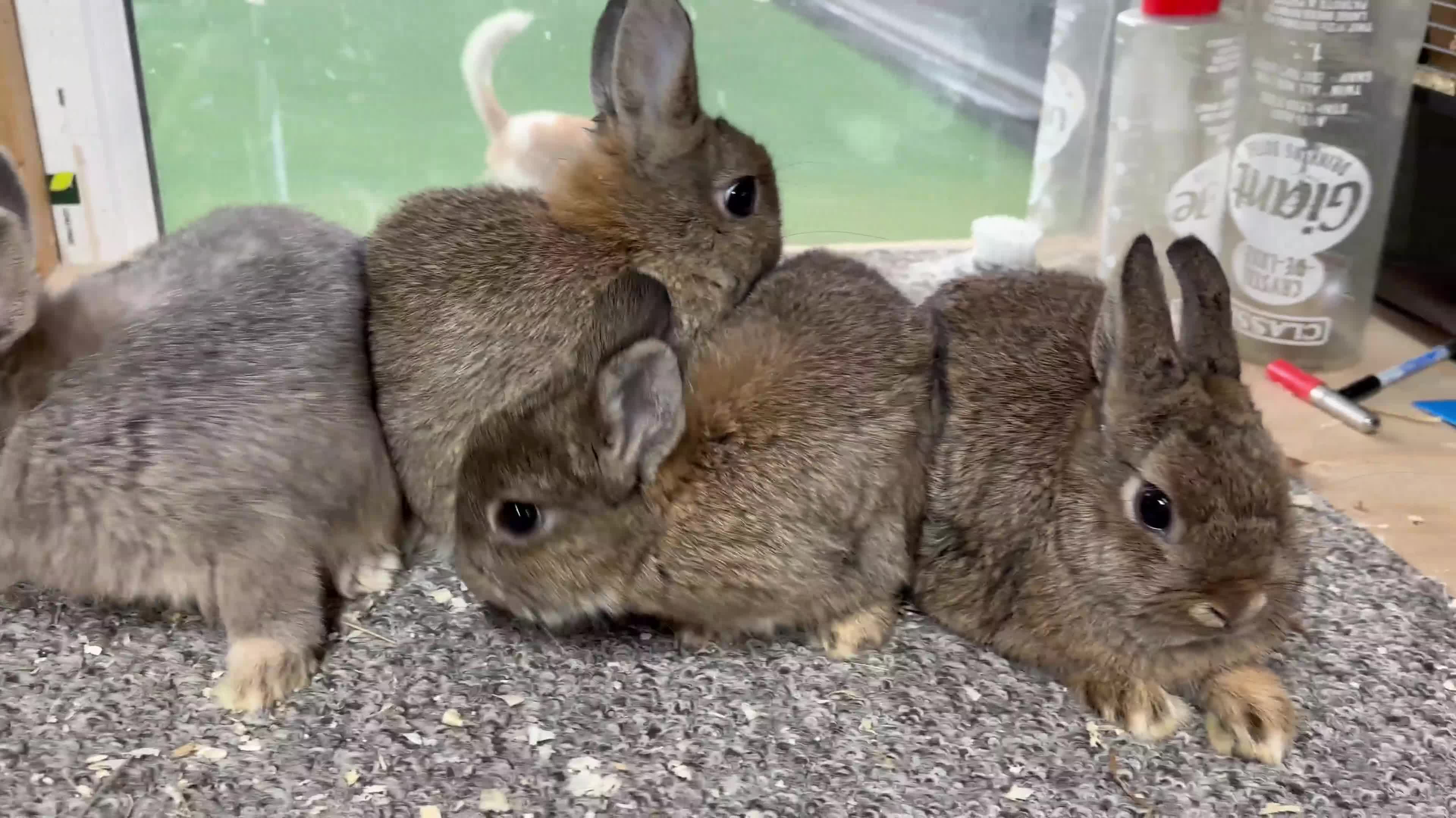 Netherland Dwarf rabbits for sale: 6 baby netherland dwarfs  - Video 1