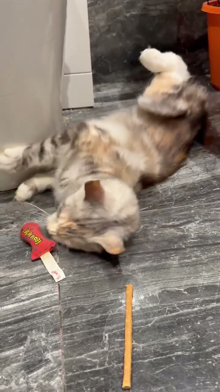 Maine Coon cats for sale: Pregnant female and male tica active/health tested - Video 2