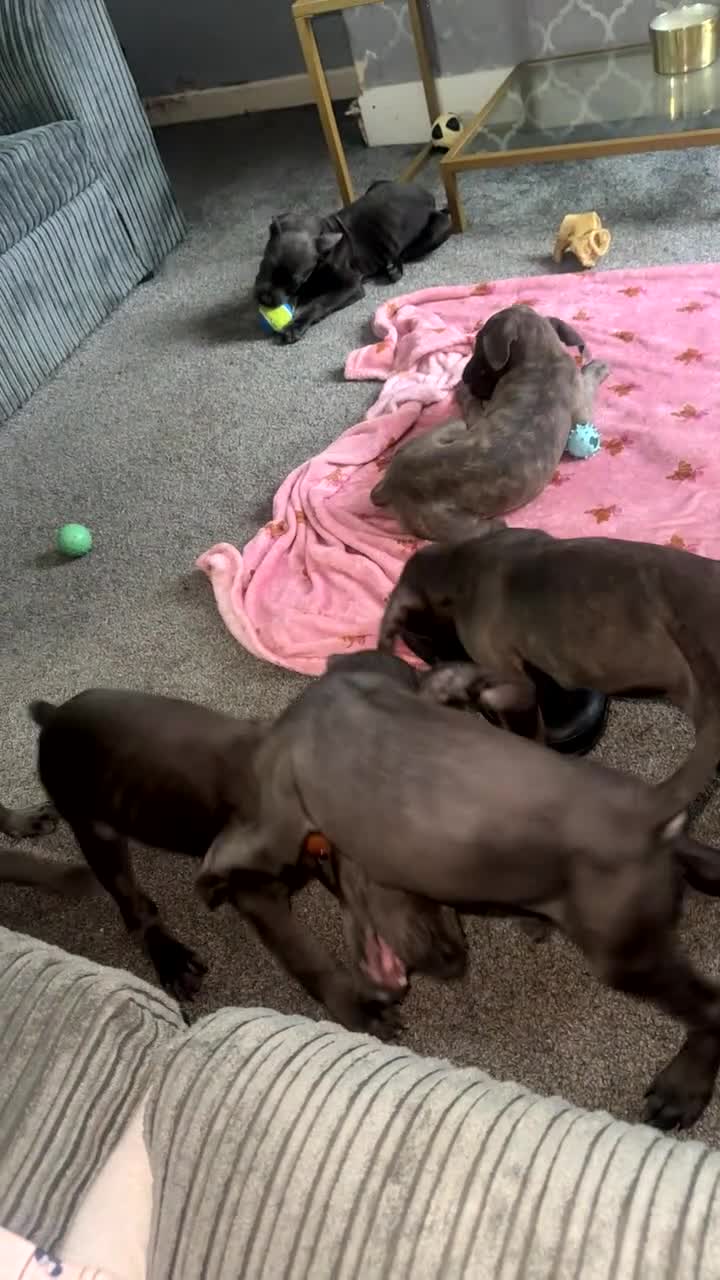 Cane Corso dogs for sale: Cane corso puppies - Video 4