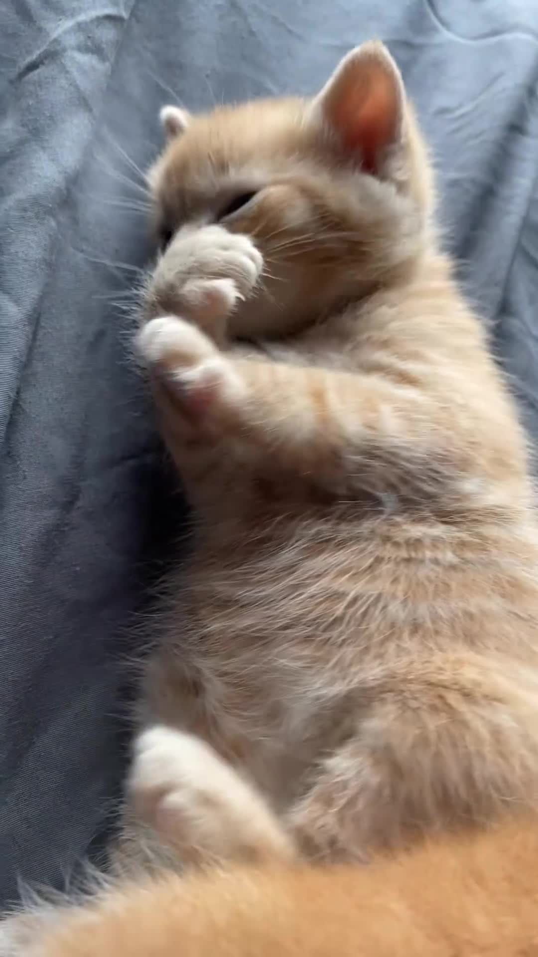 Mixed Breed cats for sale: Beautiful fluffy kittens - Video 1