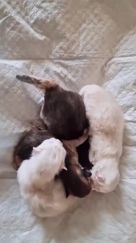 British Longhair cats for sale: ❤ Pedigree Kittens ❤ Gold Silver ❤ Healthy ❤ - Video 2