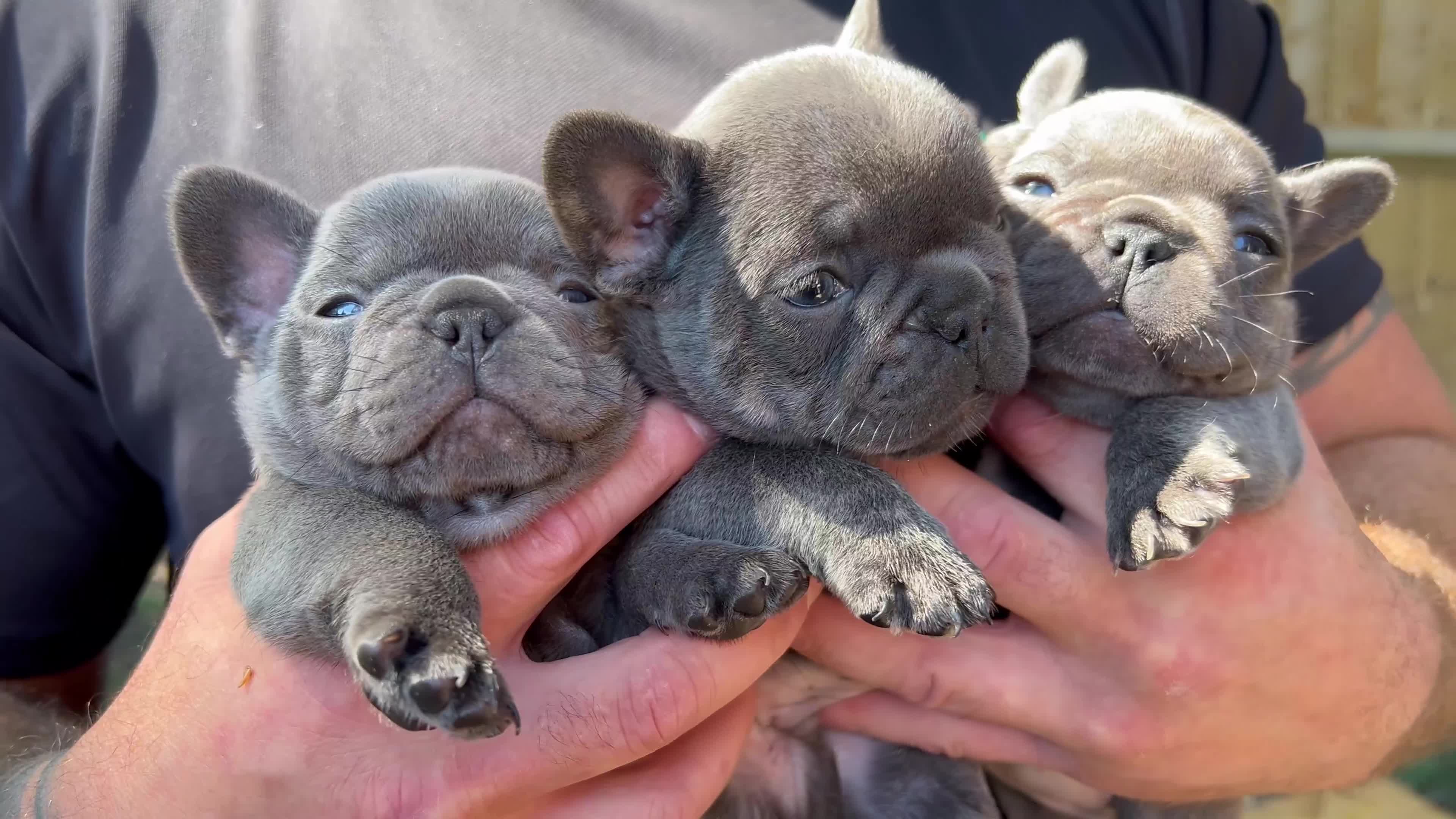 French Bulldog dogs for sale: 7 week old kC French bulldogs - Video 1