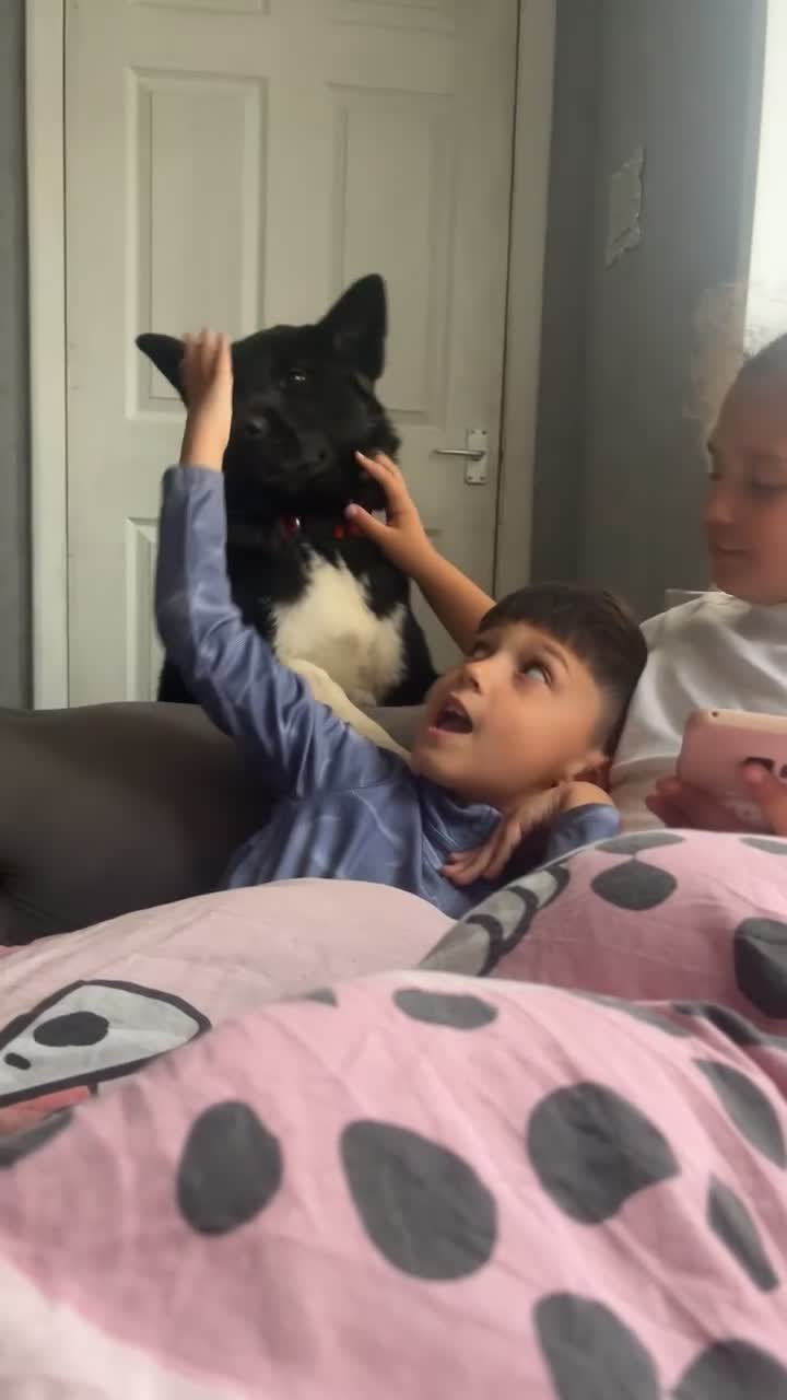 Akita dogs for sale: Lovelly american akita girl in Stoke-on-Trent - Video 2