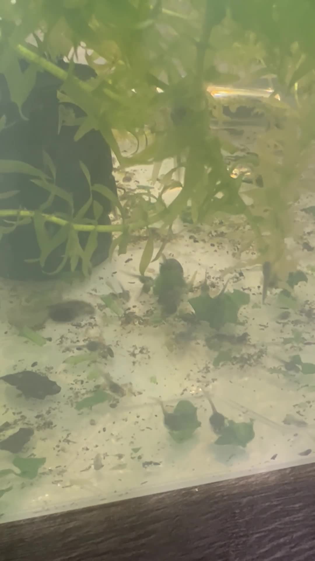Toad reptiles for sale: Bombina variegata toad tadpoles  - Video 2
