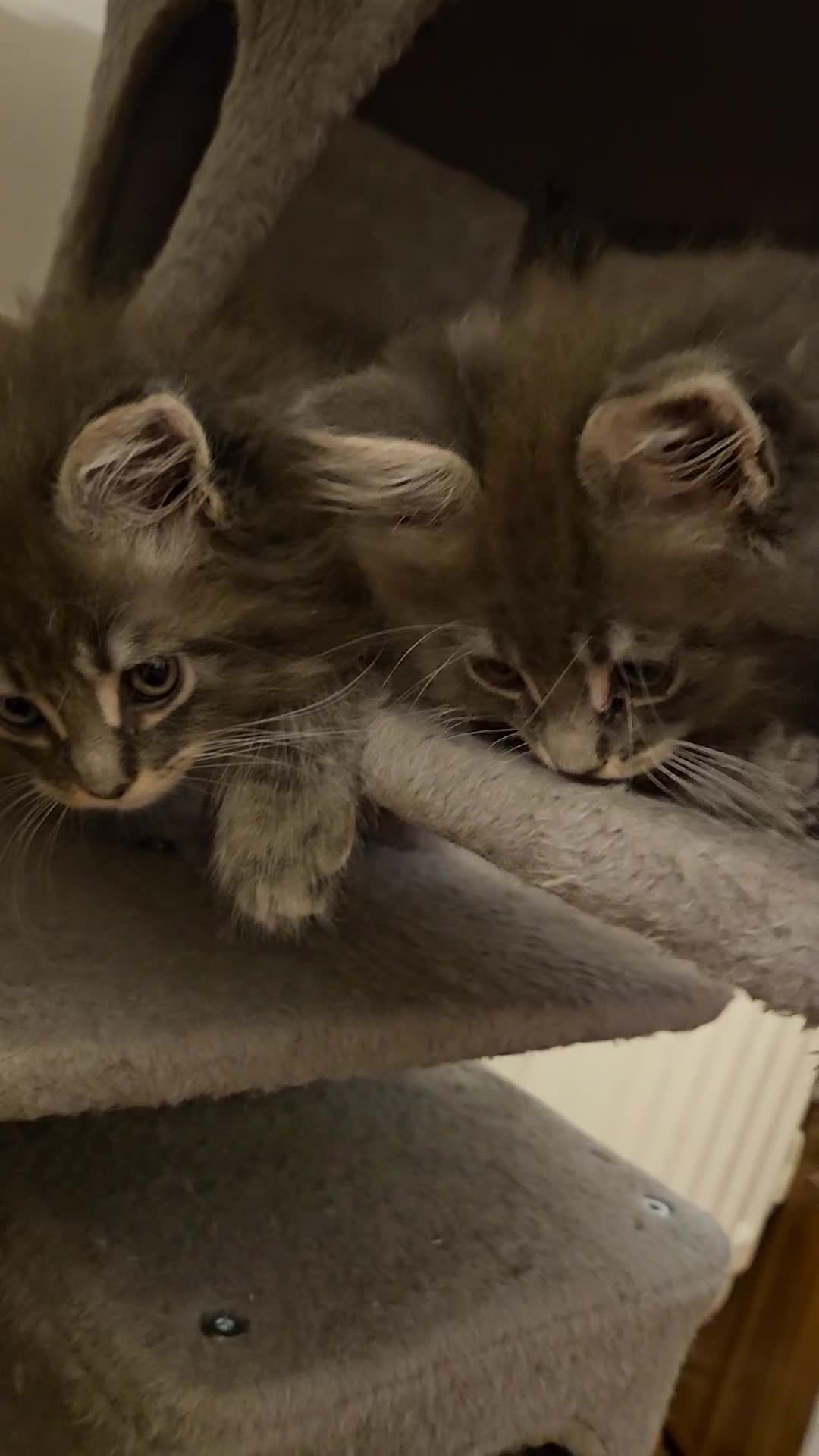 Maine Coon cats for sale: XL Russian main coons in Manchester - Video 5