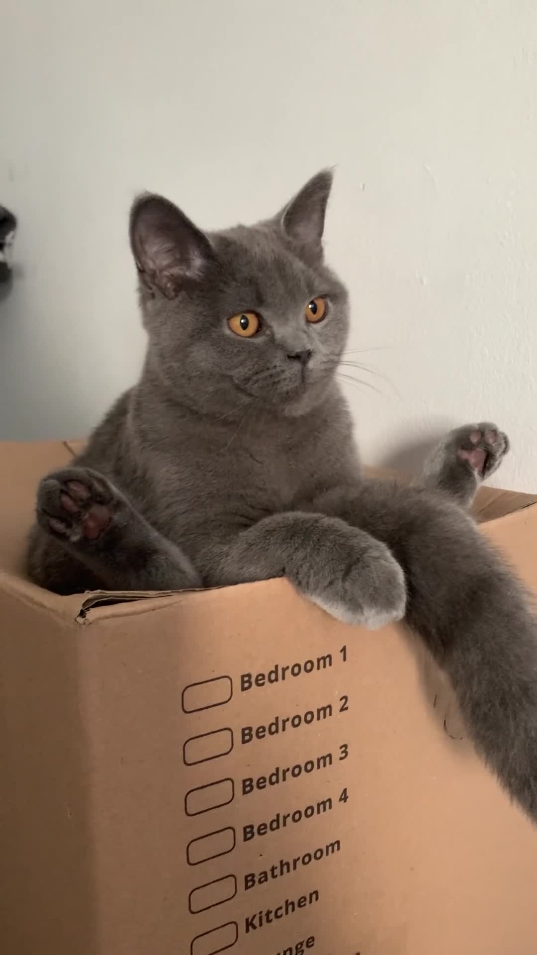 British Shorthair cats for sale: British Shorthair Grey Blue Kittens💛 - Video 3