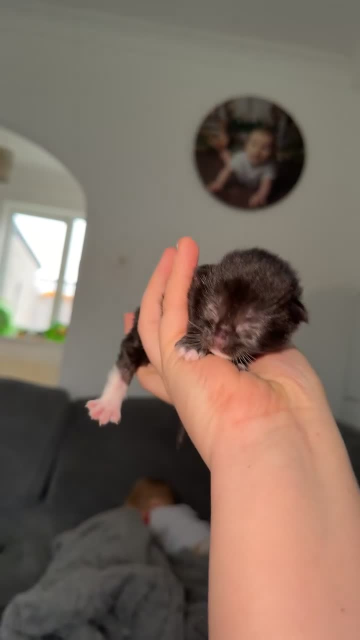 Domestic Shorthair cats for sale: 3 baby kittens ready for  **  eve - Video 3