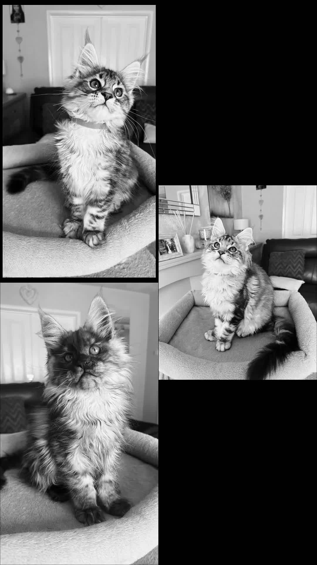 Maine Coon cats for sale: Beautiful TICA registered Maine Coon Kittens,  - Video 1