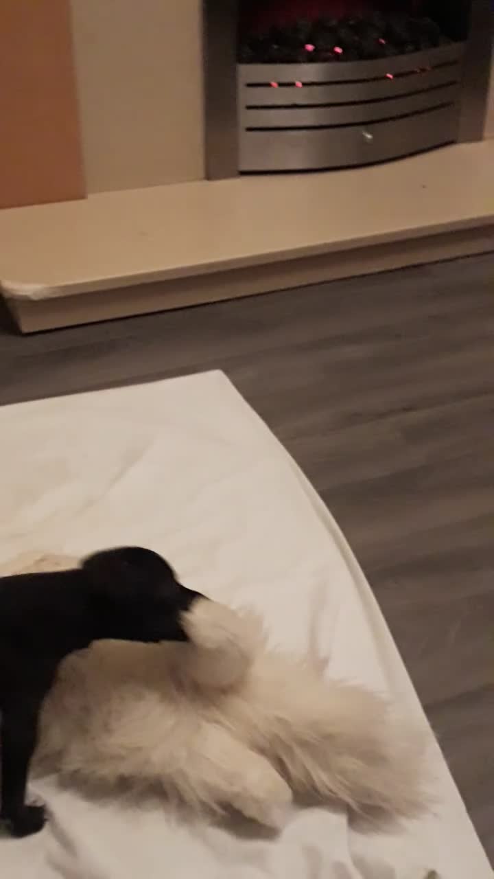 Italian Greyhound dogs for sale: Italian greyhound pups - Video 1