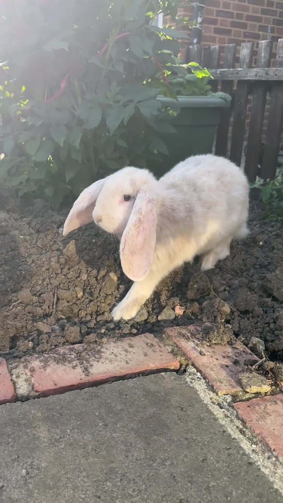 French Lop rabbits for sale: Giant French Lop 🐇🐰1 female 1 Male - Video 2