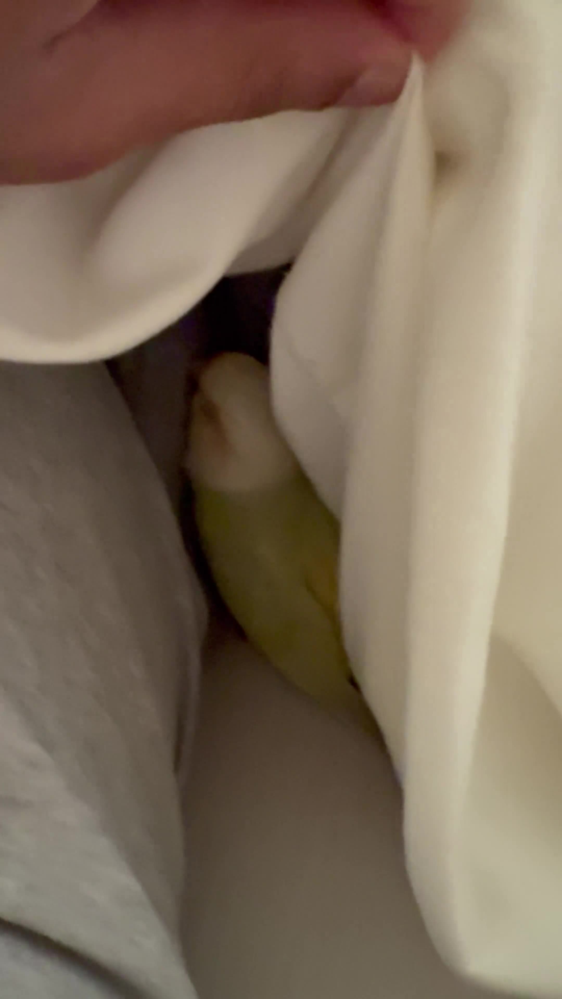 Conures birds for sale: Rehoming The Sweetest Moon Cheek Conure - Video 4