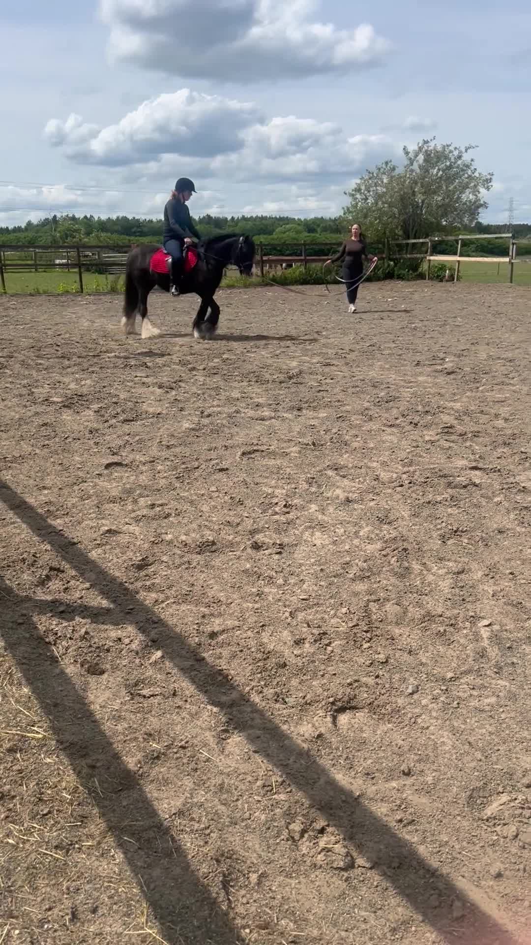Welsh Section C horses for sale: Cob x Welsh  - Video 2