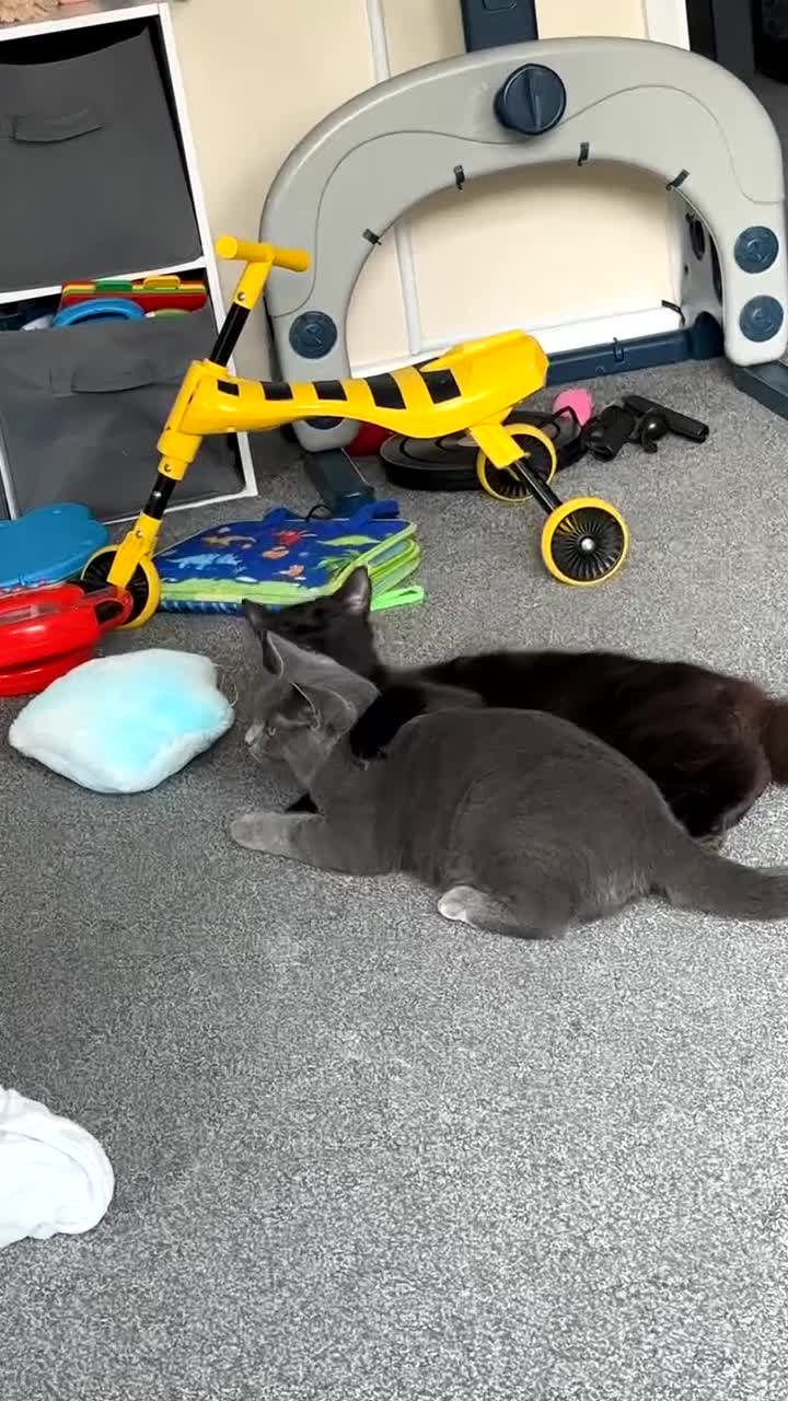 Ragdoll cats for sale: Ragdoll cross and British SH cross in Exeter - Video 2