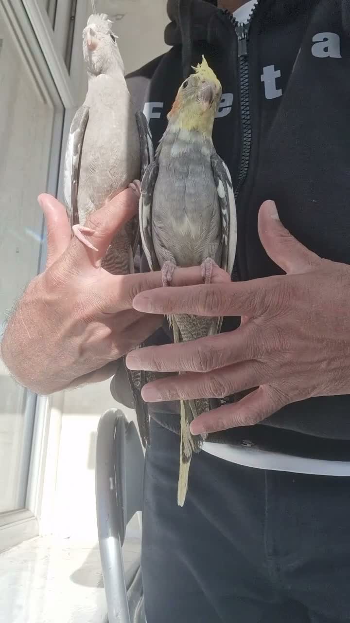 Cockatiels birds for sale: Super silly hand tamed baby cockatiel - Video 1