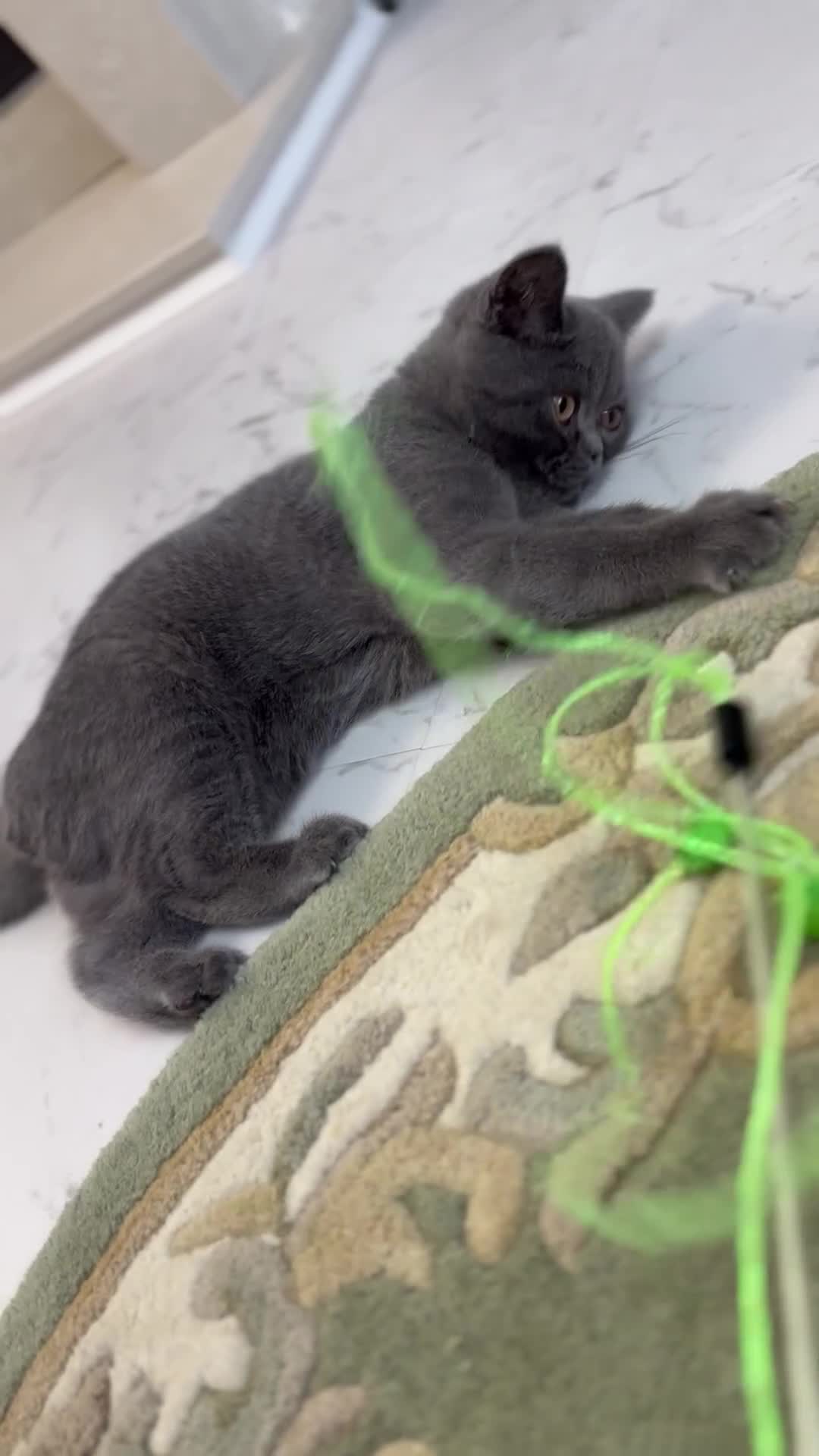 British Shorthair cats for sale: ❣️British Shorthair Kittens Blue❣️ - Video 4