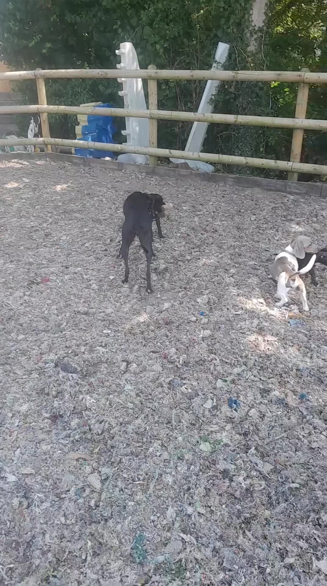 Whippet dogs for sale: Black whippet pups ready Now  - Video 2
