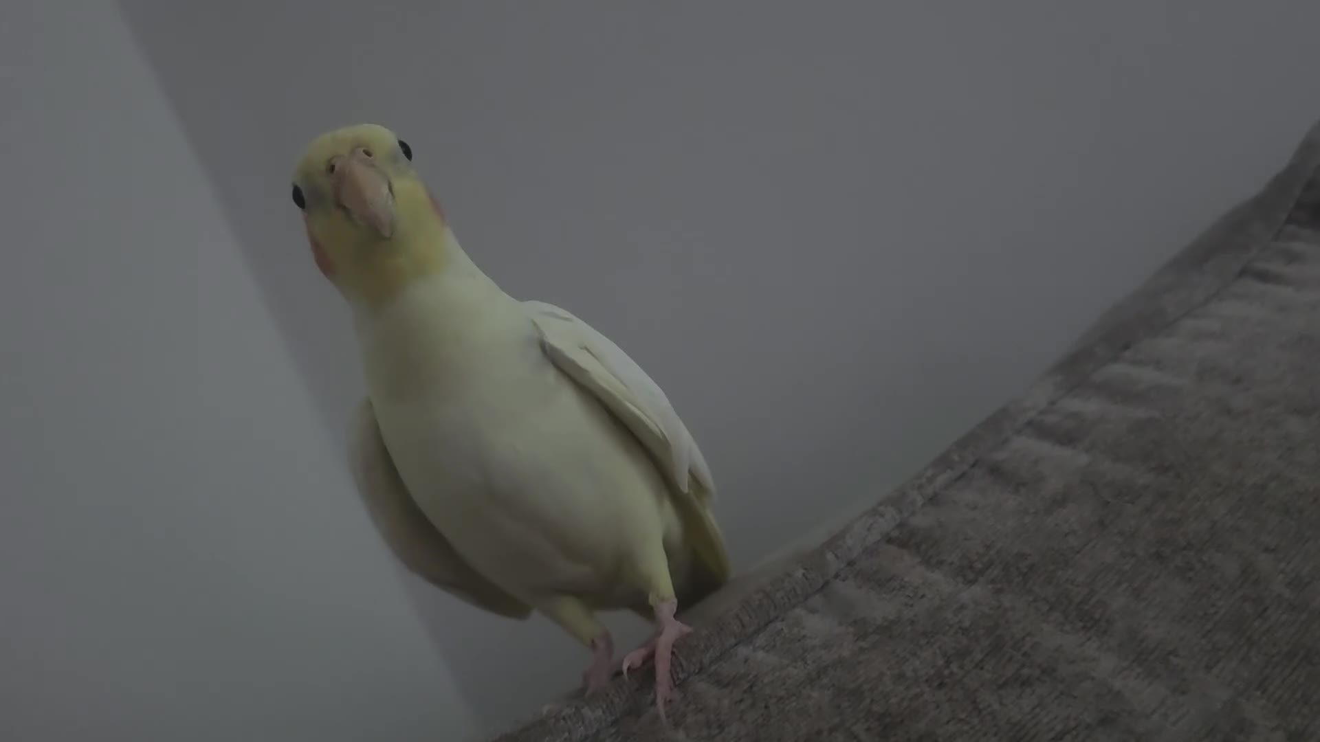Cockatiels birds for sale: Cockatiel abd Ringneck in Gillingham - Video 2