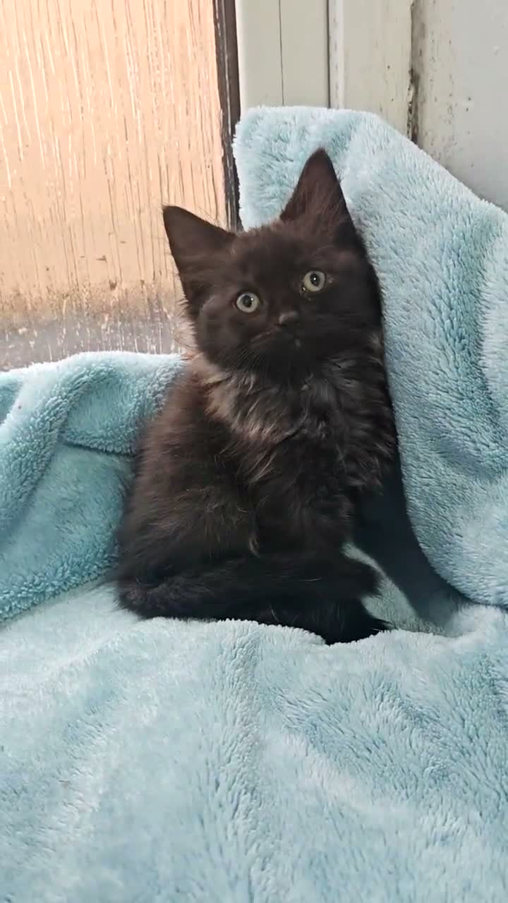 Mixed Breed cats for sale: Beautiful FLUFFY kittens VIDEOS - Video 1
