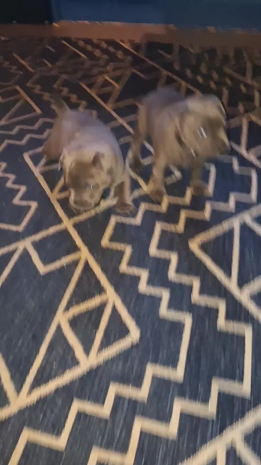 Staffordshire Bull Terrier dogs for sale: Blue Staffordshire Bull Terrier puppies - Video 1