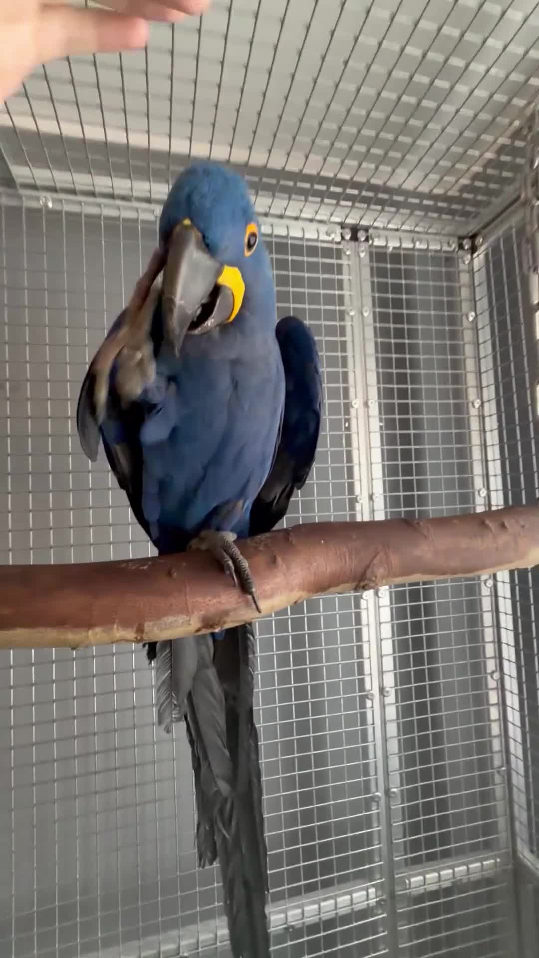 Macaws birds for sale: Selling handreared hyacinth macaw  - Video 1