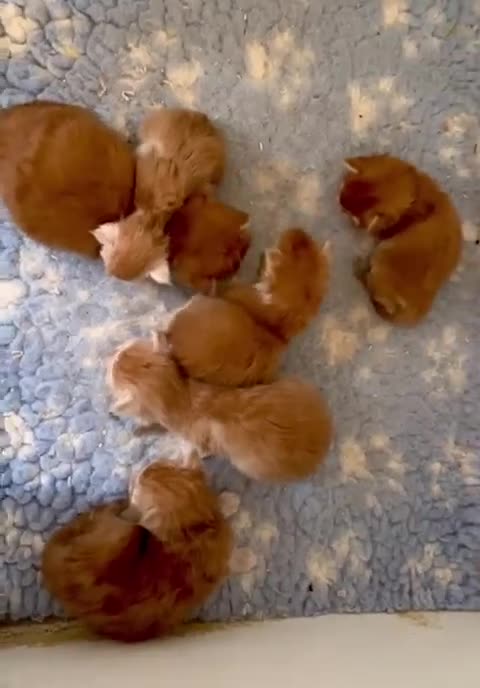 Maine Coon cats for sale: Beautiful Red Maine coone babies  - Video 2