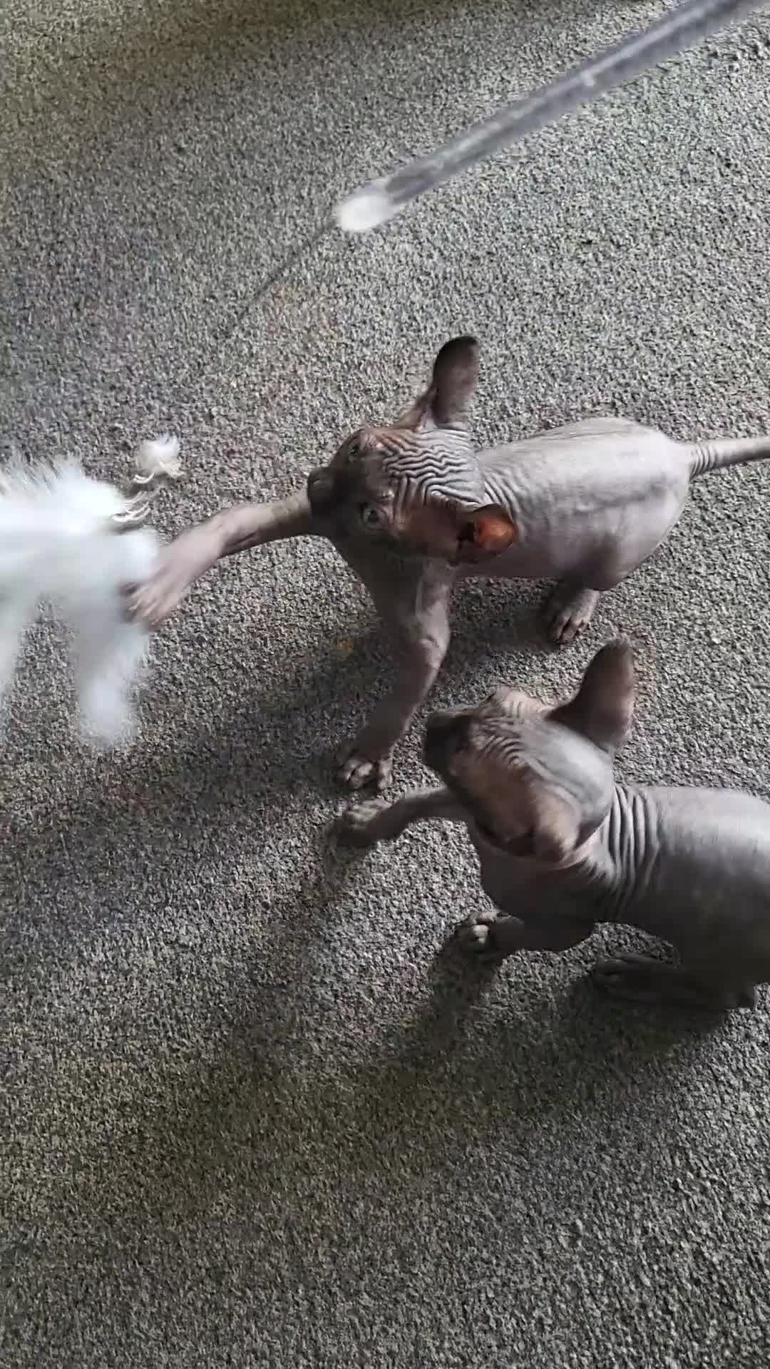 Sphynx cats for sale: 🐾 Exceptional Sphynx Kittens  🐾 - Video 5